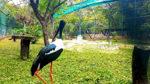 Nehru Zoological Park, Hyderabad