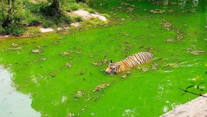 Bengal Tiger Nehru Zoological Park, Hyderabad
